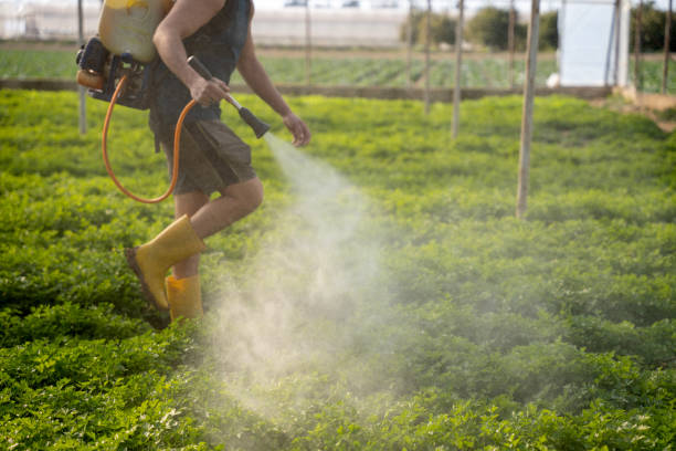 Best Ant Control Services  in West Frankfort, IL