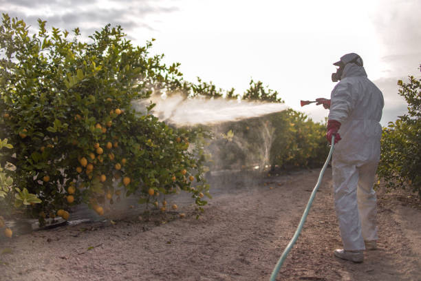 Best Wasp Removal Services  in West Frankfort, IL