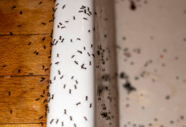 Best Wildlife Control Services  in West Frankfort, IL