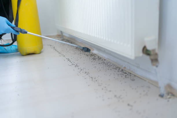 Professional Pest Control in West Frankfort, IL
